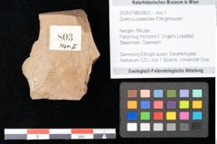 Foto (Objekt + Etikett) von Quercus palaeoilex Ettingshausen (NHMW-GEO-2024-0188-0803)